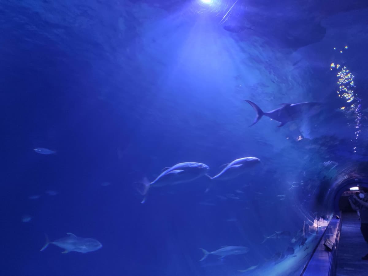 L'aquàrium