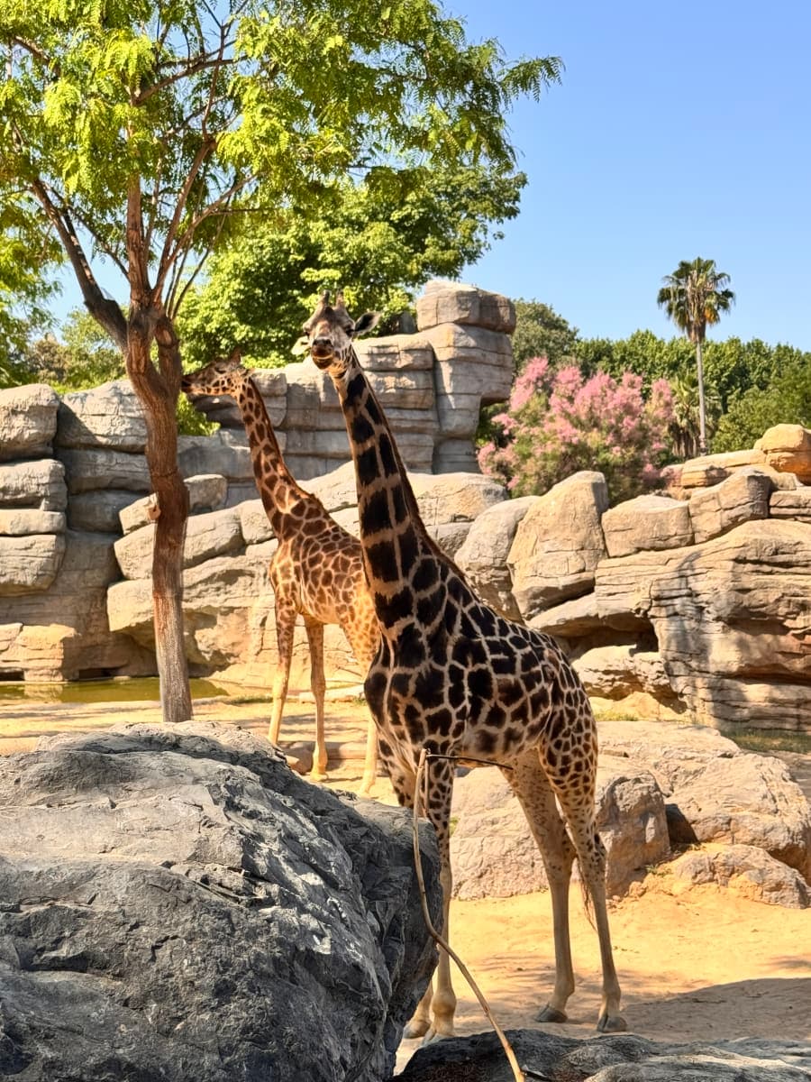 Zoo de Barcelona